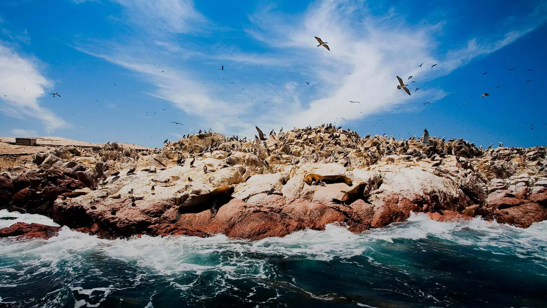 Islas Ballestas en Paracas, fauna marina y formaciones rocosas